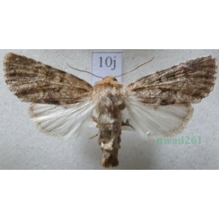 Luperina testacea (Denis & Schiffermüller, 1775) Czech10j